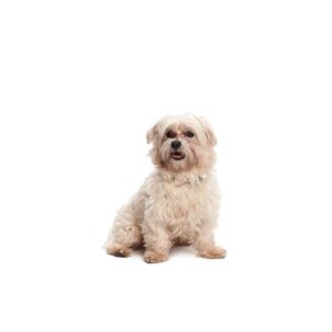 Pet City Houston Malti-Chon