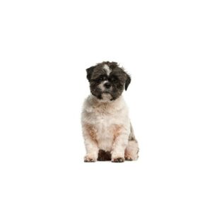 Pet City Houston Malti-Shi