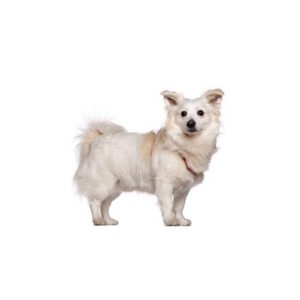 Pet City Houston Malti-Pom