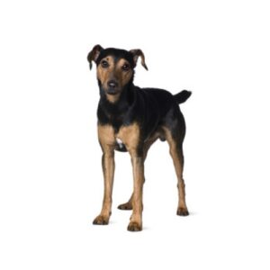 Pet City Houston Manchester Terrier