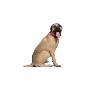 Pet City Houston English Mastiff