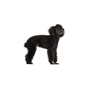 Pet City Houston Miniature Poodle