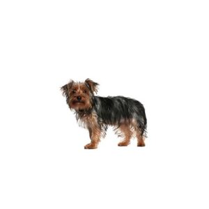 Pet City Houston Morkie