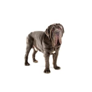 Pet City Houston Neapolitan Mastiff