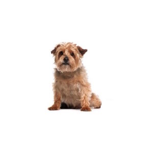 Pet City Houston Norfolk Terrier