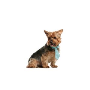 Pet City Houston Norwich Terrier