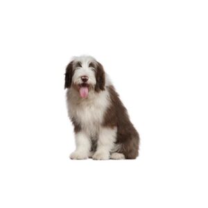 Pet City Houston Old English Sheepdog