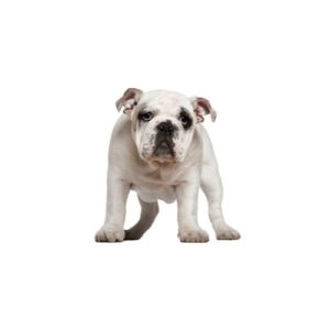 Pet City Houston Olde English Bulldogge