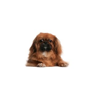 Pet City Houston Pekingese