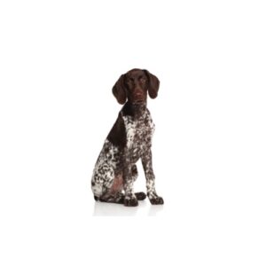 Pet City Houston Pointer