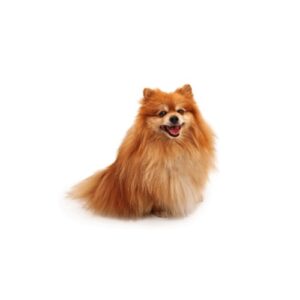 Pet City Houston Pomeranian
