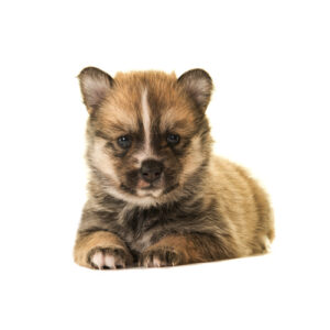 Pet City Houston Pomsky