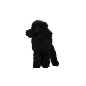 Pet City Houston Poodle