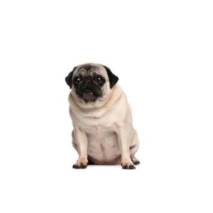 Pet City Houston Pug