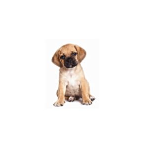 Pet City Houston Puggle