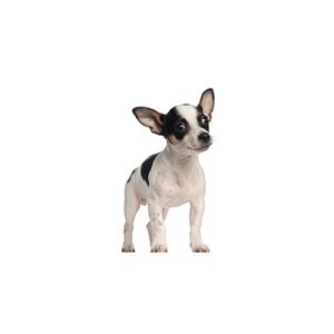 Pet City Houston Rat Terrier