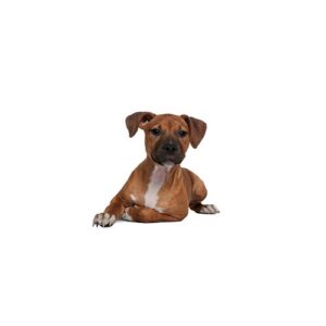 Pet City Houston Rhodesian Ridgeback