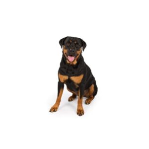 Pet City Houston Rottweiler