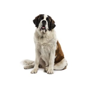 Pet City Houston Saint Bernard