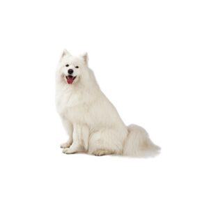 Pet City Houston Samoyed