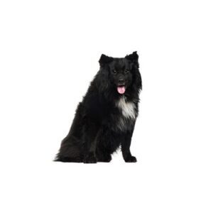 Pet City Houston Schipperke
