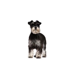 Pet City Houston Standard Schnauzer