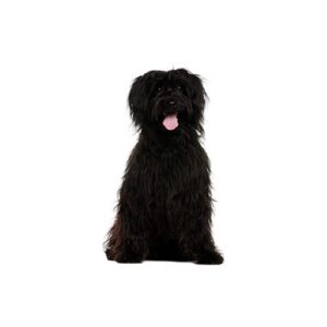 Pet City Houston Schnoodle