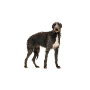 Pet City Houston Scottish Deerhound