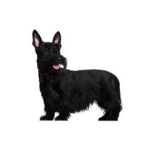 Pet City Houston Scottish Terrier