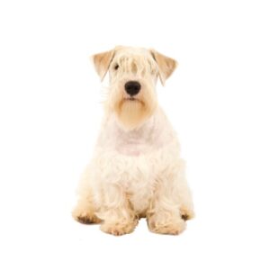 Pet City Houston Sealyham Terrier