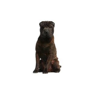 Pet City Houston Shar-Pei