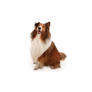 Pet City Houston Shetland Sheepdog