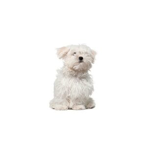 Pet City Houston Shih Poo