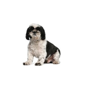 Pet City Houston Shih Tzu