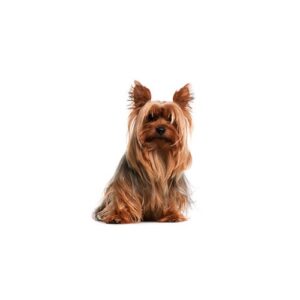 Pet City Houston Silky Terrier
