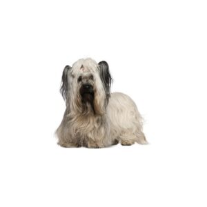 Pet City Houston Skye Terrier