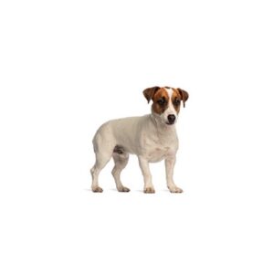 Pet City Houston Smooth Fox Terrier