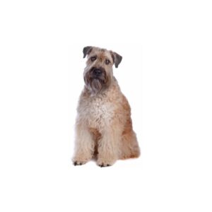 Pet City Houston Soft Coated Wheaten Terrier