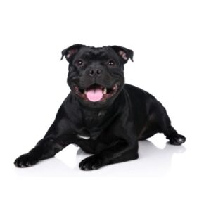Pet City Houston Staffordshire Bull Terrier