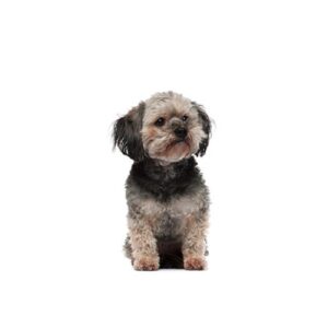 Pet City Houston Teddy Bear