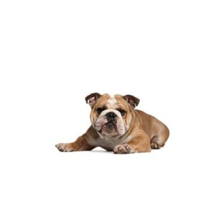 Pet City Houston Victorian Bulldog