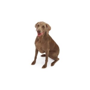 Pet City Houston Weimaramer