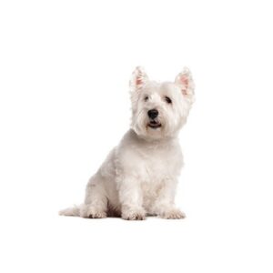Pet City Houston West Highland Terrier