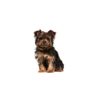 Pet City Houston Yorkie-Chon