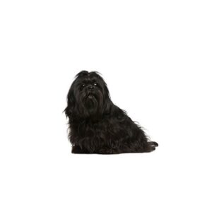 Pet City Houston Yorkiepoo