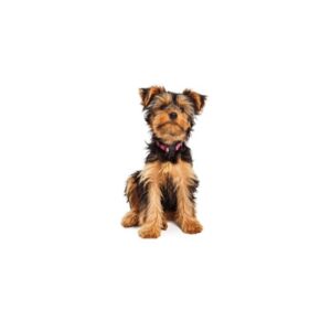 Pet City Houston Yorkshire Terrier