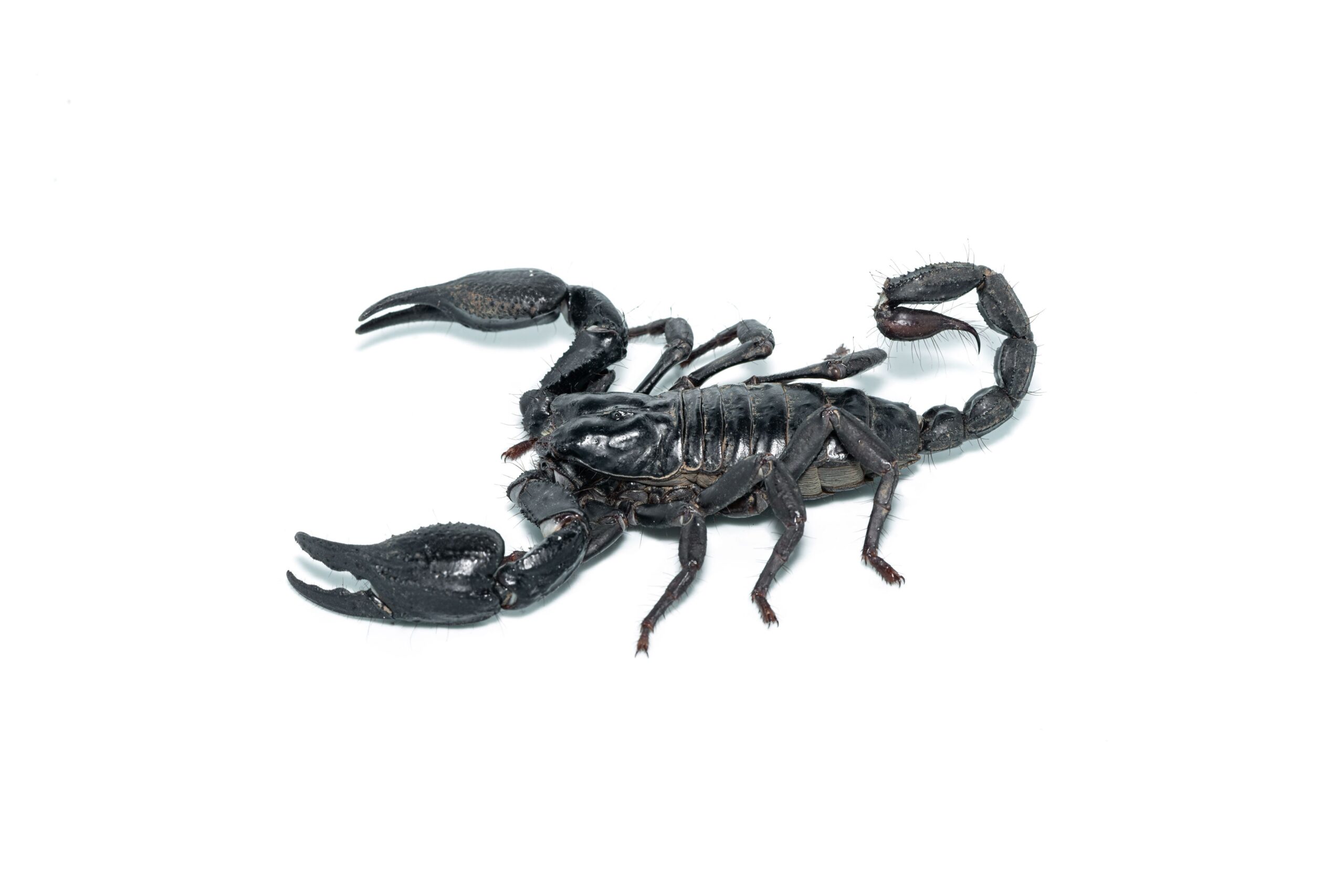 Asian Forest Scorpion For Sale - Pet City Houston