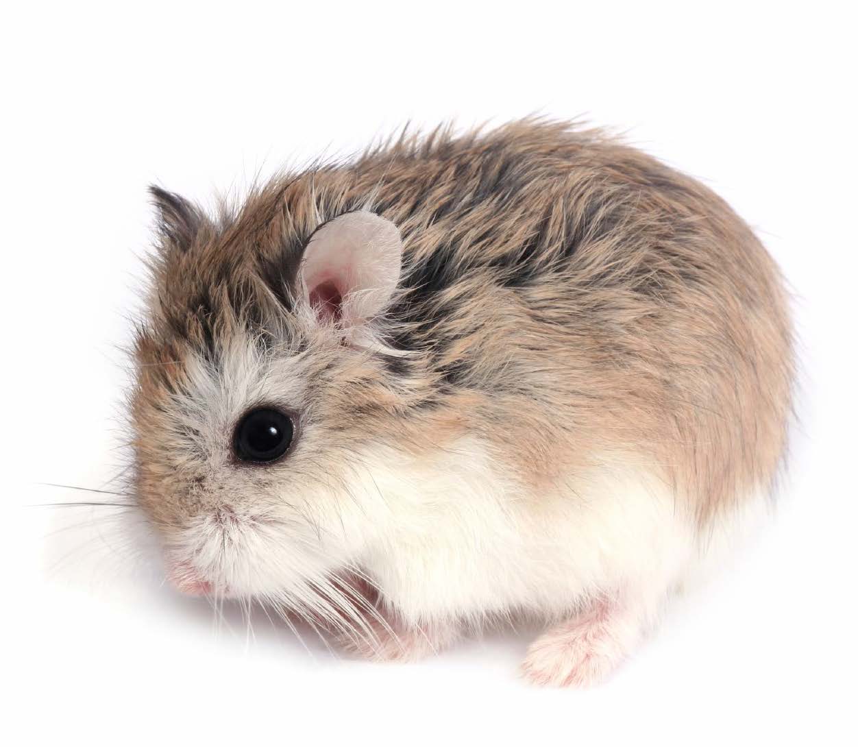 Roborovski Dwarf Hamsters Roborovski Dwarf Hamsters