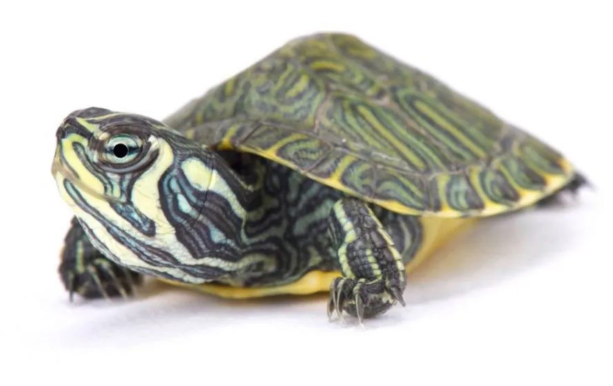 Yellow-Bellied Slider For Sale - Pet City Houston