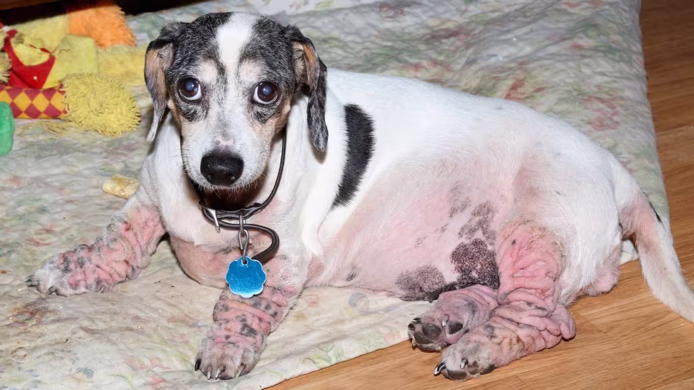 seasonal-allergies-dogs-causes-symptoms-treatment